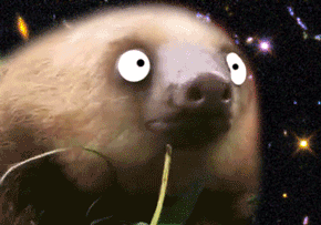 OMG. Sloths In Space. Sloths in space, guys. Sloths in space. In...