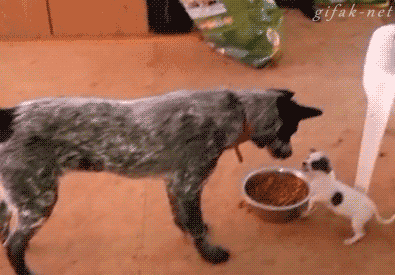  Puppy Defends Food Bowl From Big Dog [video]