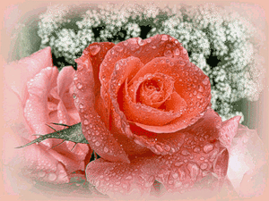 BEAUTIFUL ROSE FOR YOU MY DEAR ~^~^^~^