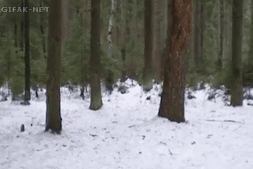 reblog-gif:

other funny gifs - http://gifini.com/