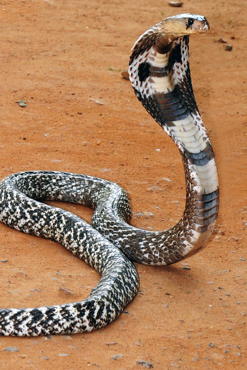 The White Cobra photographed by Ashain Samarasinghe