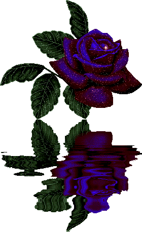 rose reflection