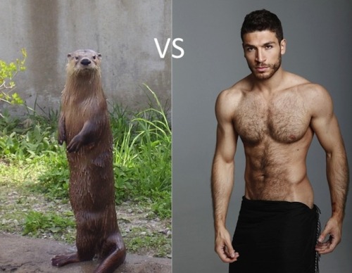 OTTER SERIES:  #1
See how the Otter (the man) is similar to the otter (the animal)? I fucking love a man who is an Otter!!!