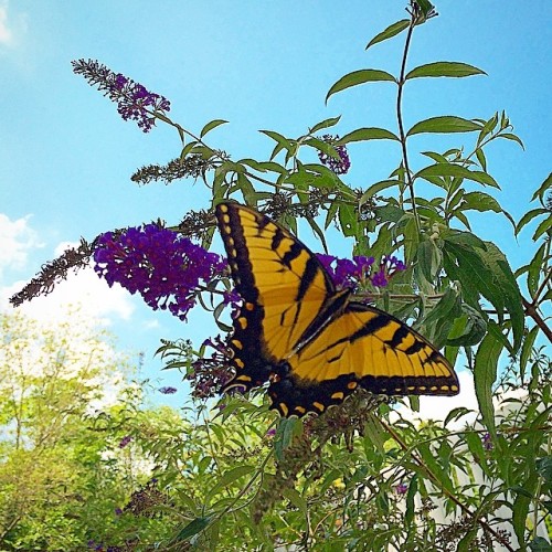 Hello gorgeous! #butterfly #tigerbutterfly #tigerswallowtail #love #nature #beautiful #garden #flowers #summer