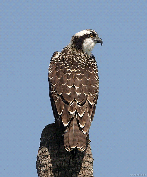 biomorphosis:Osprey hawk navigating its prey.