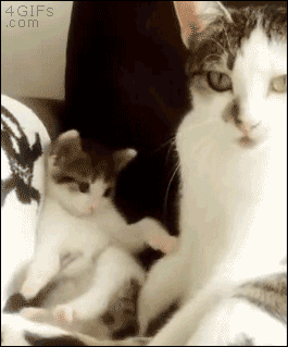 4gifs:Kitten tries to copy mom. [video]