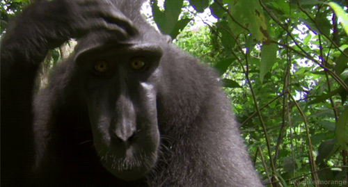 Crested black macaque (Natural World - BBC)