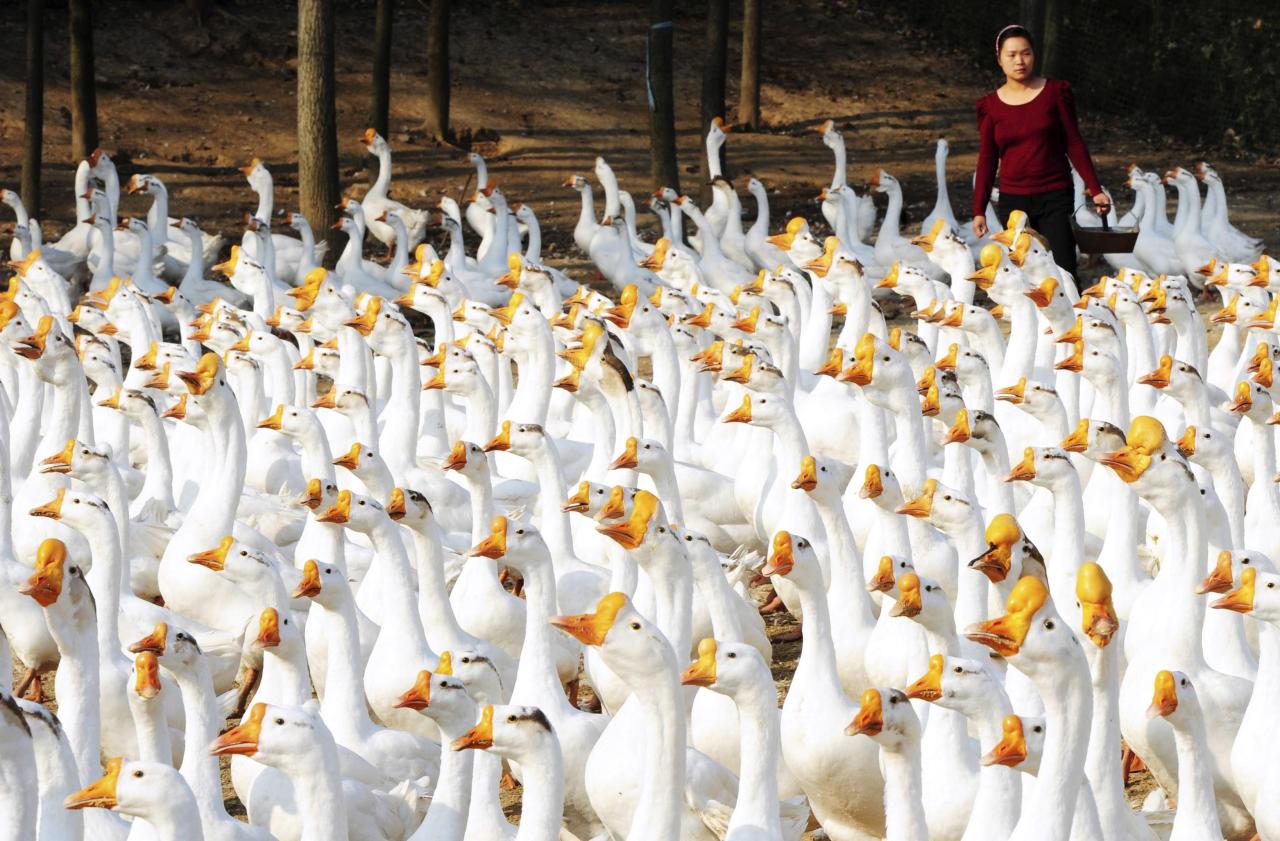 GANSOS POLICÍA. Ayudan a combatir la delincuencia en China, &#8220;De entre todas las aves, los gansos tienen fama de ser de las que están más alerta y tienen mejor oído&#8221;, dijo Zhang Quansheng, jefe de Policía del condado de Shawan, en Xinjiang. (Reuters)