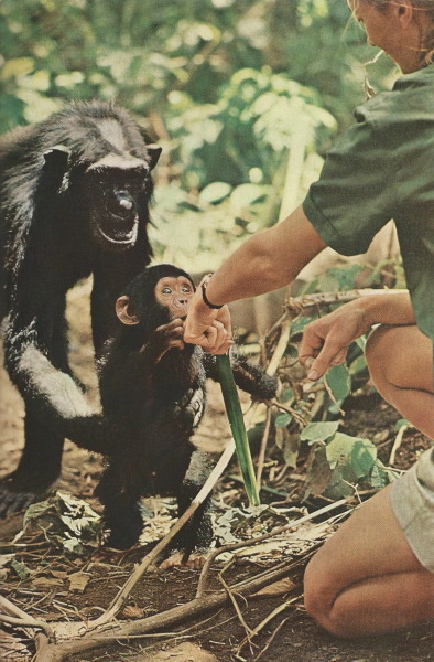 Little Flint introduces himself, but Mother Flo keeps a protective hold around his waist. Jane Goodall extends the back of her hand, fingers turned away, telling Flo that she intends no harm
National Geographic | December 1965