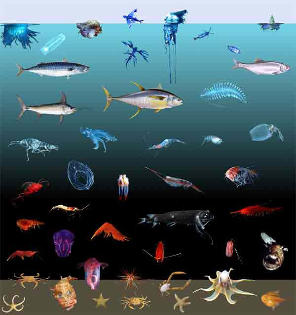 The Color of Marine Animals and Ocean Depth
Unlike animals on land or in shallow water – where skin, fur, and feather coloration may differ within habitats like hues on an artist’s palette – deep-sea animals follow a surprisingly regular pattern in their coloration. 
Blue animals in the ocean live near the surface. Deeper down, animals are blue on top and white on the bottom. At greater depths, animals are generally transparent, but have red stomachs. Below that, animals are red or black over their entire bodies. Finally, at the bottom, almost all animals are either a pale red or a cream color. The most likely explanation for this distribution is camouflage (color that blends in with the surroundings)…
(read more: NOAA Ocean Explorer)