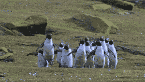 A group of penguins chasing a butterfly