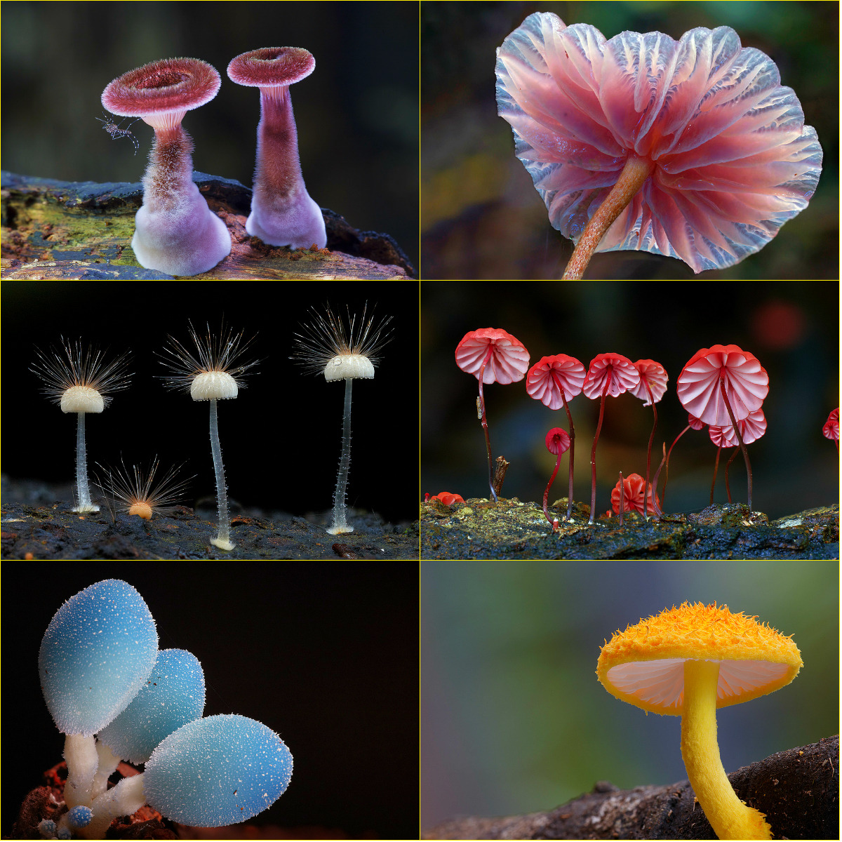 Nature can be weird and wonderful, and mushrooms are one of the weirder things that exist on this planet. But also some of the most beautiful as photographer Steve Axford documents in these amazing macro shots of hairy mycena and all kinds of other rare fungal shoots. Check out his Flickr photostream for a full dose of trippindicular shrooms. Beautiful stuff. 
Via Collosal. Collage made with Pixlr Express.