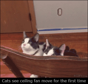 Reação dos gatos ao verem um ventilador de teto