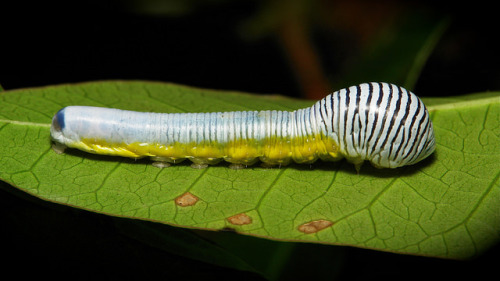 Euteliid Moth Caterpillar (Phalga clarirena, Euteliinae, Euteliidae)

by Sinobug (itchydogimages) on Flickr.
Pu’er, Yunnan, China

See more Chinese caterpillars on my Flickr site HERE&#8230;..