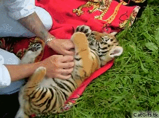 tiger cub animals gif