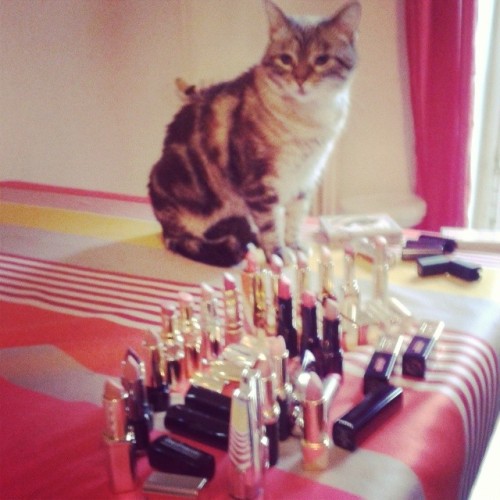 #cute #cat #maquillage #makeup # rougealevres #lipstick