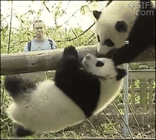 Pandas Falling