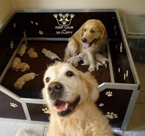 thecutestofthecute:

blueberryfoxcake:

This is just a great picture. Look at those happy dogs!

"These are my babies!! We MADE these!!"
