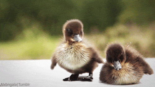 Fat wobbly ducks! (just like you like)