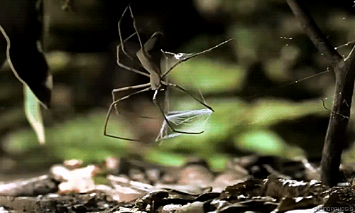 coolsciencegifs:

 

biomorphosis:

The Gladiator Spider can make an expandable sticky web like a net. When an insect passes below it, it stretches out the net, lunges downwards and flings the net over the prey.


