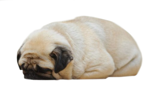 fat cute pug