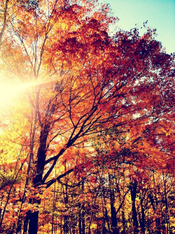 crisp-air-fallen-leaves:

Autumn 🍁🍂🌻 on We Heart It.