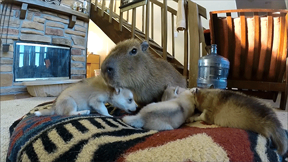 JoeJoe the capybara playing with a group of puppies