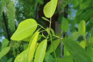 Codariocalyx motorius  Planta Bailarina