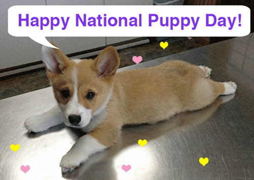 Happy National Puppy Day! | Yahoo Shine
