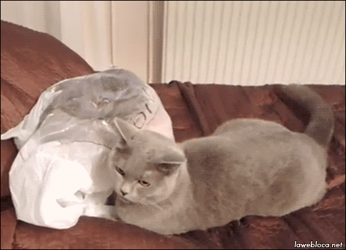 Cat fail plastic bag