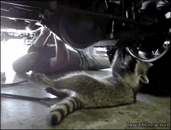 Raccoon Mechanic Helps Man Fix Car