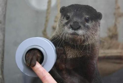 hkirkh:

FYI, there is an aquarium where you can shake hands with otters.
