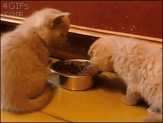 catgoddess:

awwww-cute:

Get away from my food! Wait… You’re… Really Fluffy

*Pat pat pat pat*
