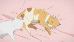 gif cat cute anime kawaii cat gif cute gif anime gif kawaii gif