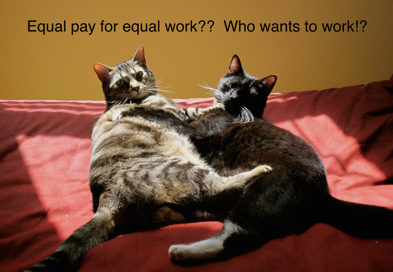 DR : Confused Cats Against Feminism
