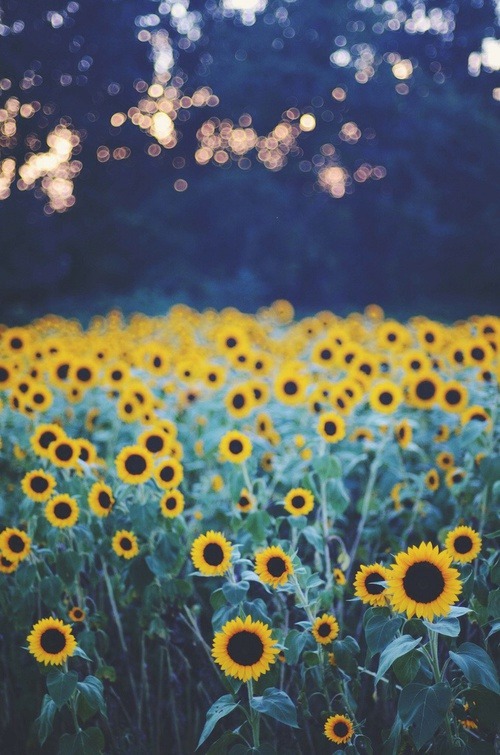 Tumblr Flowers Sunflowers Twitter Headers Twitter Backgrounds