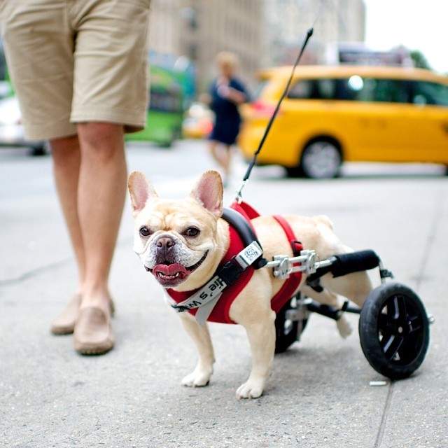 Connie, French Bulldog, 14th & 2nd Ave, New York, NY