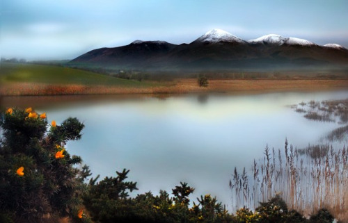 landscapelifescape:

The Mournes, County Down, Northern Ireland
Winter Gorse (by RobIreland)
