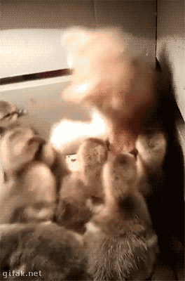 Video: Kitten Investigates a Box of Ducklings