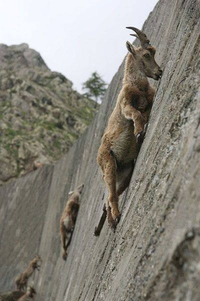 These goats climb at nearly 90 degree angles to get what they want ( in this case salt minerals) - so when you hear the term Capricorn and you wonder what being the goat of the Zodiac means, remember this photo. You see Caps go for what they want and carefully, patiently climb the ladders they wish to climb, no matter how steep!