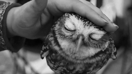 Oh my god. I want a fucking owl._.