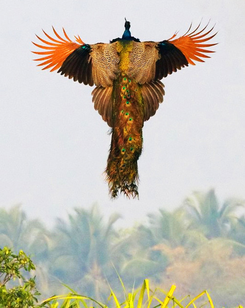 http://atlasobscura.tumblr.com/post/96021849032/posit-peacocks-are-rarely-seen-flying-because