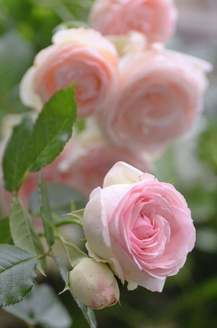 The French rose, &#8216;Pierre de Ronsard&#8217;