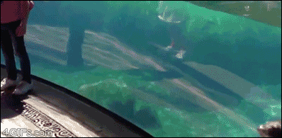 4gifs:

Sea lion gets concerned when girl trips. [video]
