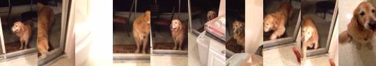 thecutestofthecute:  storeboughtisfine:  deepinmyb0nes:  In honor of national dog day, here’s a vid of my sister’s dog Buddy struggling to get inside. Hahahaha.  buddy does not know  This is the greatest video on tumblr 