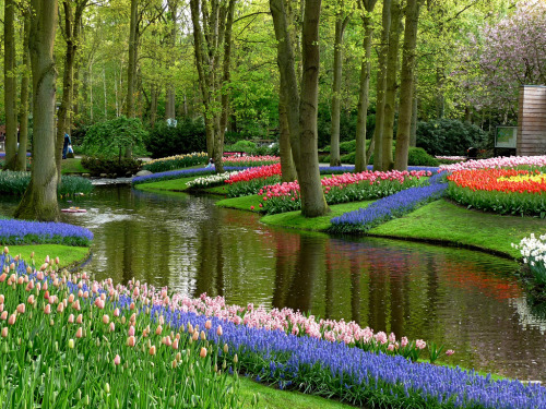 Keukenhof garden, The Netherlands
by twiga_swala