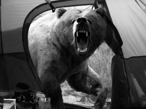 sistersleep:


Michio Hoshino, a photographer known for his pictures of bears and other wildlife, was mauled to death by a brown bear on the Kamchatka Peninsula in eastern Russia. He was in his mid-40′s and lived in Fairbanks, Alaska.
This was the last photo he took. / Fake





The alleged wildlife photographer’s last photograph of a bear is spreading through internet like wildfire. A lot of people believe the story and repast it in the discussion forums and send it by email. But fewer people know that the photo (above) is a fake and has no relevance to the tragic accident that happened on August 8, 1996. Let us find out what really happened…
That day, a photographer Michio Hoshino was killed by a brown bear while on assignment in Kurilskoye lake. Mr. Michio “was on the peninsula as part of a team making a documentary film about brown bears. (…) The documentary was for a Japanese television network. (…) Hoshino was attacked by the bear in his tent on the bank of a lake at about 4 a.m. (…)The other team members heard Hoshino’s screams and came running, but the bear dashed into the woods dragging Hoshino. (…) Searchers later found his body in the woods. source

Read the full article here!




nataliaquerida
