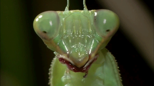 Image result for make gifs motion images of praying mantises eating creatures