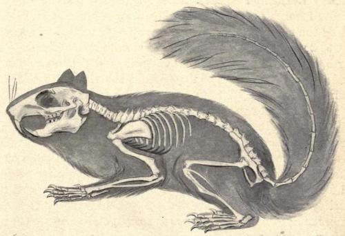 Biomedical Ephemera, or: A Frog for Your Boils — Skeleton of the