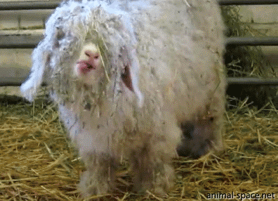 Sheep trying to eat a piece of hayvideo